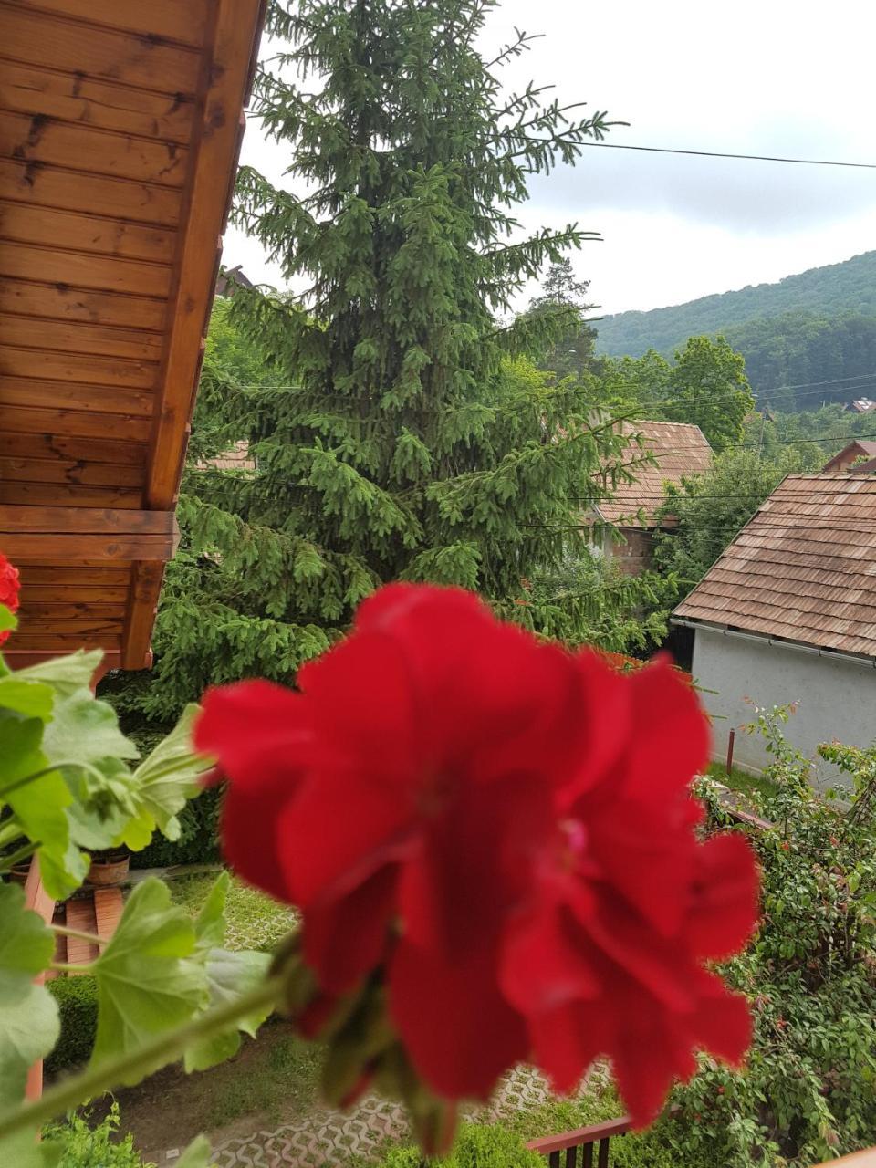 Pensiunea Lorincz *** Panzio Совата Екстериор снимка